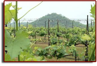 Alamosa Texas Winery