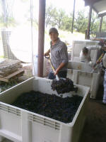 Spicewood Vineyards Texas