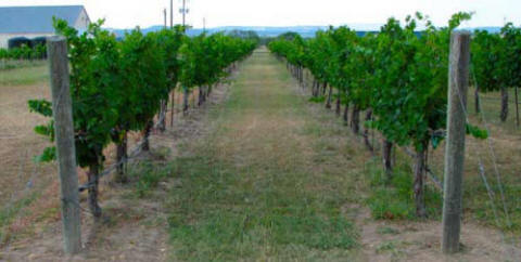 Woodrose Texas Winery